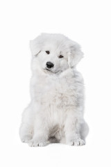 White swiss shepherd puppy isolated on white