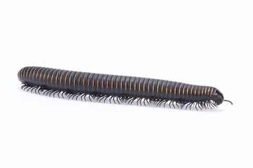 African giant millipede (Mardonius parilis acuticonus)