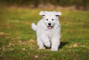 Happy white swiss shepherd puppy running