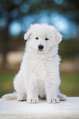 White swiss shepherd puppy