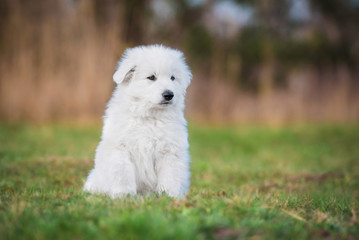 White swiss shepherd puppy sitting in the yard