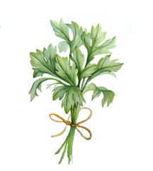 green fresh watercolor celery with string