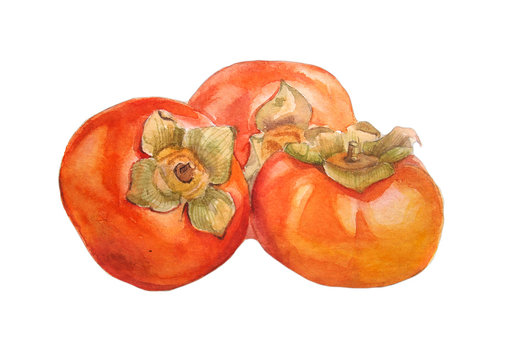 watercolor persimmon