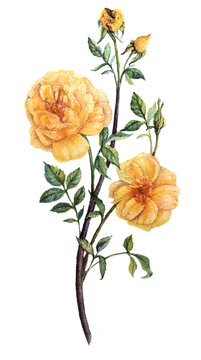 pretty botanical yellow watercolor roses with leaves