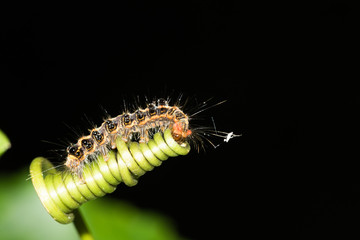 This is a photo of a caterpillar, was taken in XiaMen botanical garden, China.