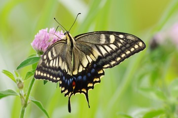 swallowtail butterfly　クローバーの花とアゲハチョウ