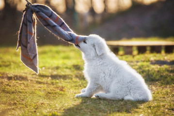White swiss shepherd puppy playing with a toy