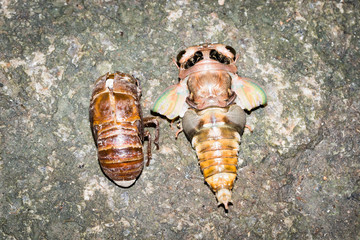 This is a photo of a cicada and cicada slough, was taken in XiaMen botanical garden, China.