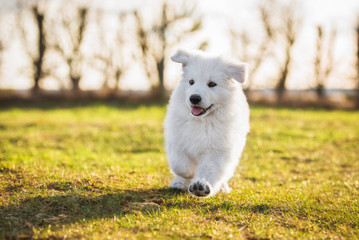 Happy white swiss shepherd puppy running at sunset © Rita Kochmarjova