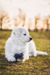 White swiss shepherd puppy with a toy 