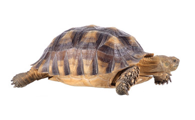turtle isolated on white background