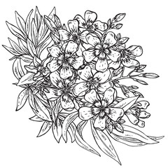 Vector hand drawn flower Rhododendron bouquet