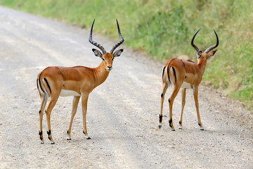 Impala on savanna in Africa