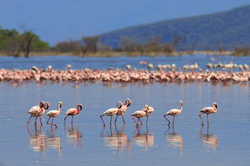 Fototapeta premium Flock of flamingos wading