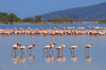 Flock of flamingos wading