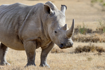 Obraz premium Rhino on savannah in Africa