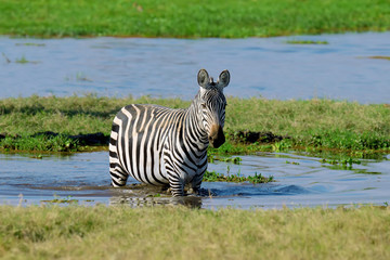 Fototapeta na wymiar Zebra on grassland in Africa
