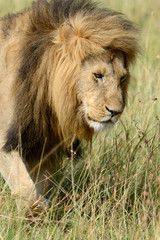 Fototapeta na wymiar African lion in the Park South Africa
