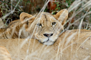 African lion in the Park South Africa