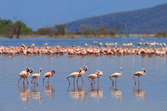 Fototapeta Flock of flamingos wading