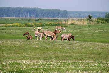 donkeys on pasture summer season