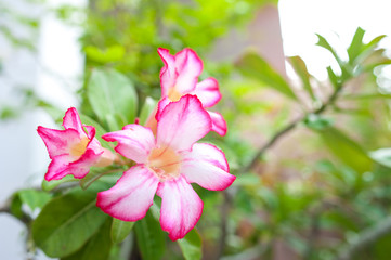 Floral background,Pink Desert Rose