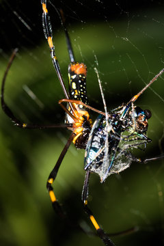 This is a photo of a spider, was taken in XiaMen botanical garden, China.