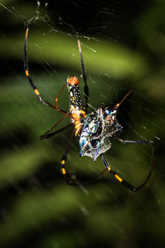This is a photo of a spider, was taken in XiaMen botanical garden, China.