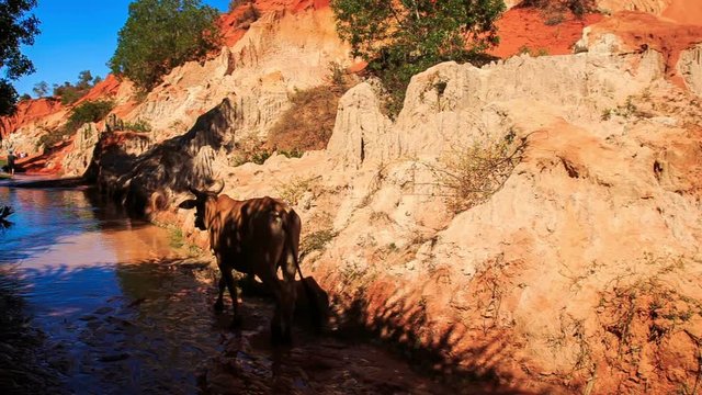 Brown Bull Goes from Stony Bank to Fairy Stream Water