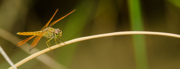 Dragonfly in rice field,Thailand