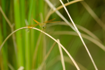 Dragonfly in rice field,Thailand