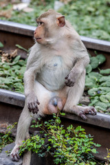 Singe, Thaïlande