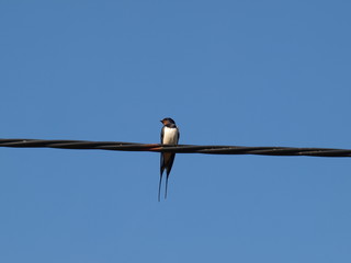 Jaskółka na przewodzie © godzio1995