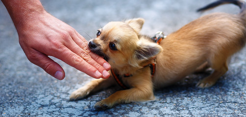 little charming adorable chihuahua puppy on blurred background. Attacking a persons hand.