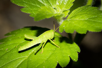 This is a photo of one kind of cricket, was taken in XiaMen botanical garden, China.