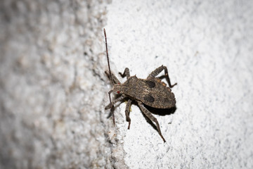 This is a photo of one kind of stinkbug, was taken in XiaMen botanical garden, China.