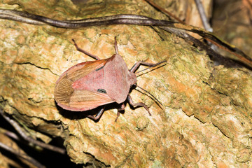 This is a photo of one kind of stinkbug, was taken in XiaMen botanical garden, China.