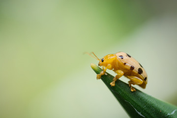 fourteen spotted beetle bug on leaf isolate on green background