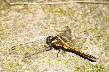 This is a photo of a dragonfly, was taken in XiaMen botanical garden, China.