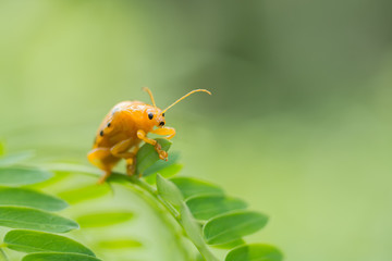 fourteen spotted beetle bug on leaf isolate on green background