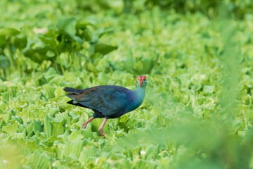Water Bird walking overplant (Purple Swamphen) as background