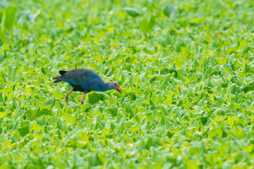 Water Bird walking overplant (Purple Swamphen) as background
