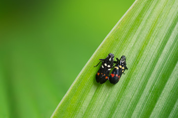 Bug breeding as background
