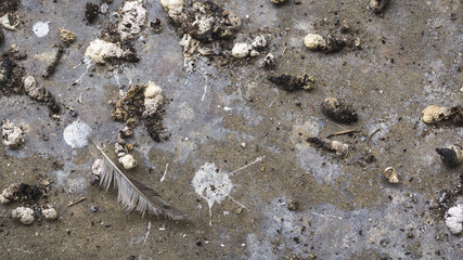Birds feces is dirty dropping