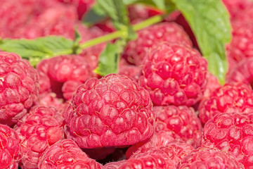 Red raspberries and green mint leaves, macro