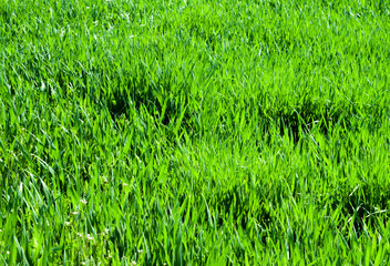 Close up on fresh green grass texture