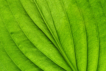  green leaf texture