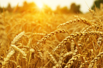  Wheat field on sun