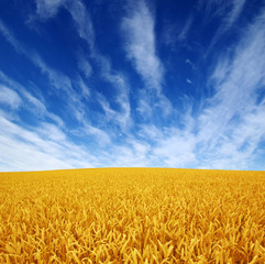 Fototapeta premium wheat field and sky