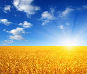 Naklejka premium wheat field and sun